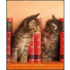 Rannenberg & Friends Brillenputztuch / Microfasertuch "Kätzchen im Bücherregal"
