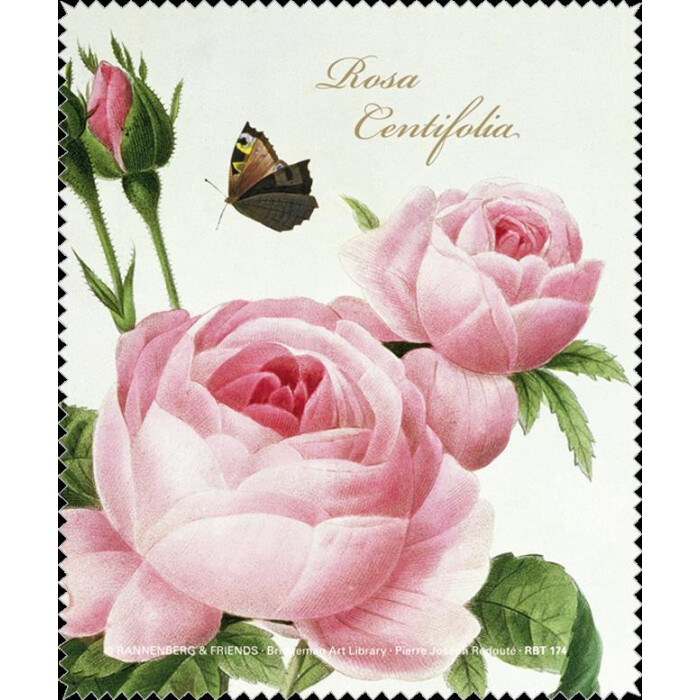 Rannenberg & Friends Brillenputztuch Rosa centifolia