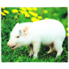 Motiv Microfasertuch mit Tiermotiven Schwein