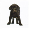 Microfasertuch mit süßen Tiermotiven - Dogs Labrador