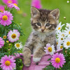 La Kelet Microfasertuch - KATZEN - Katze mit pinken Gänseblümchen