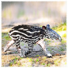 La Kelnet Microfasertuch - Animal Babies - Tapir