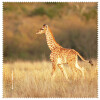 La Kelnet Microfasertuch - Animal Babies - Giraffe