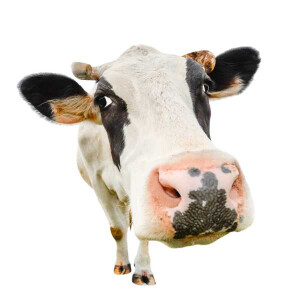 Specxs Microfasertuch - Animal - Kuh