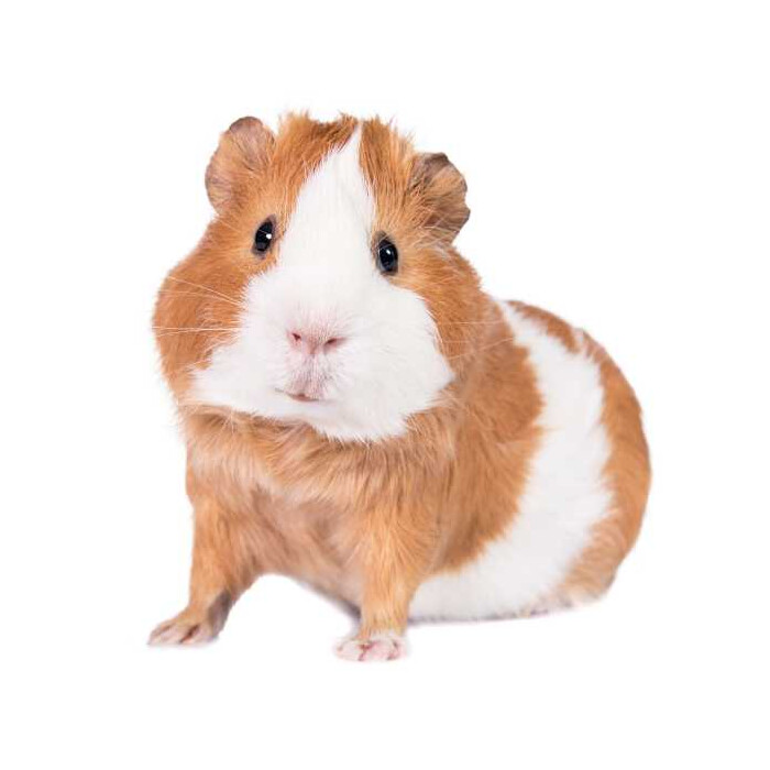 Specxs Microfasertuch - Animal - Meerschweinchen