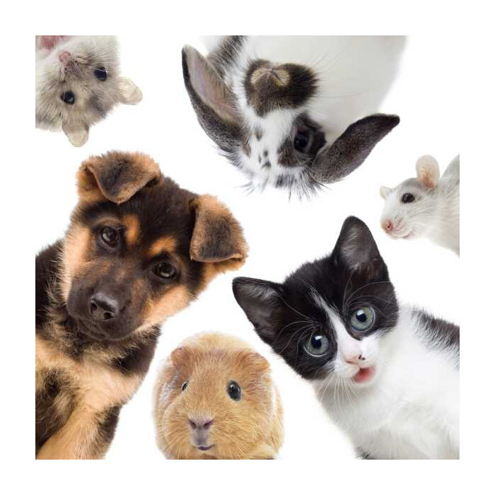 Specxs Microfasertuch - Animal - Haustiere