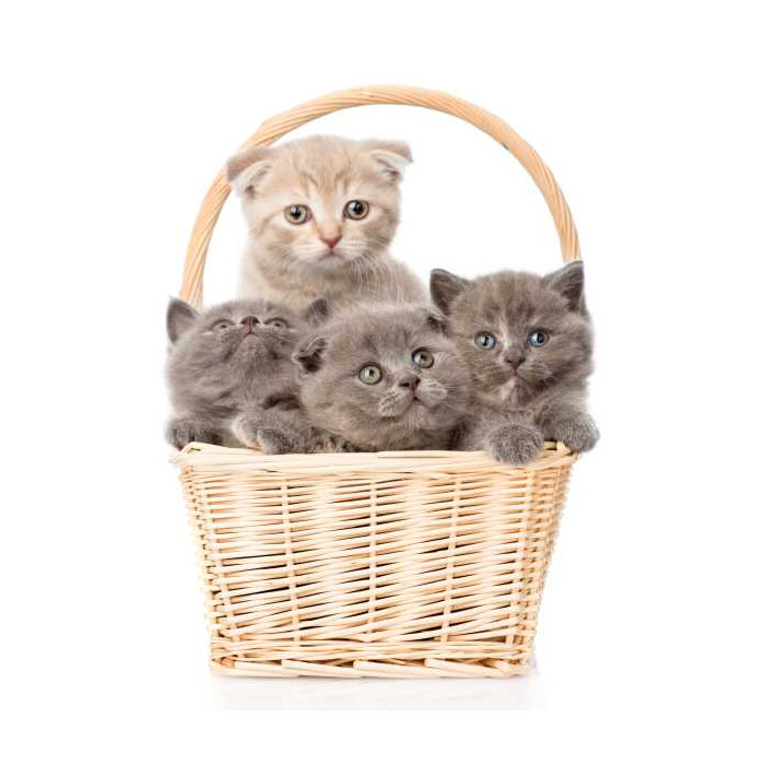Specxs Microfasertuch - Animal - Katzen im Korb