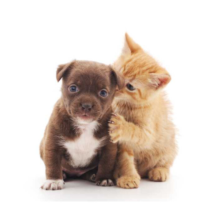 Specxs Microfasertuch - Animal - Hund und Katze