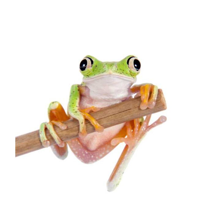 Specxs Microfasertuch - Animal - Frosch