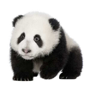 Specxs Microfasertuch - Animal - Pandabär