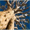 La Kelnet Microfasertuch - Desert - Köcherbaum