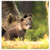 La Kelnet Microfasertuch - Animal Babies - Braunbären