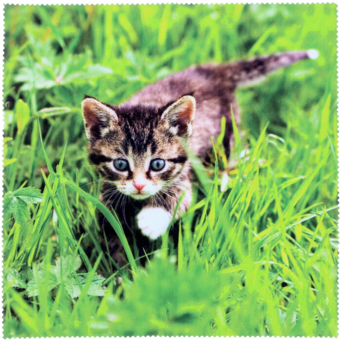 Katze