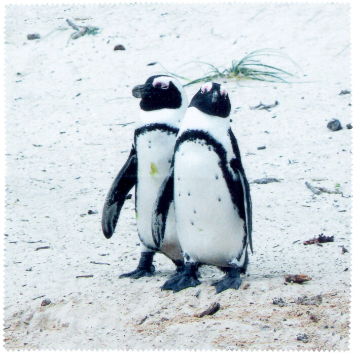 Pinguine