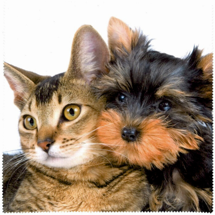 Hund & Katze