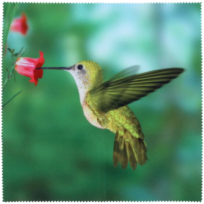 Kolibri